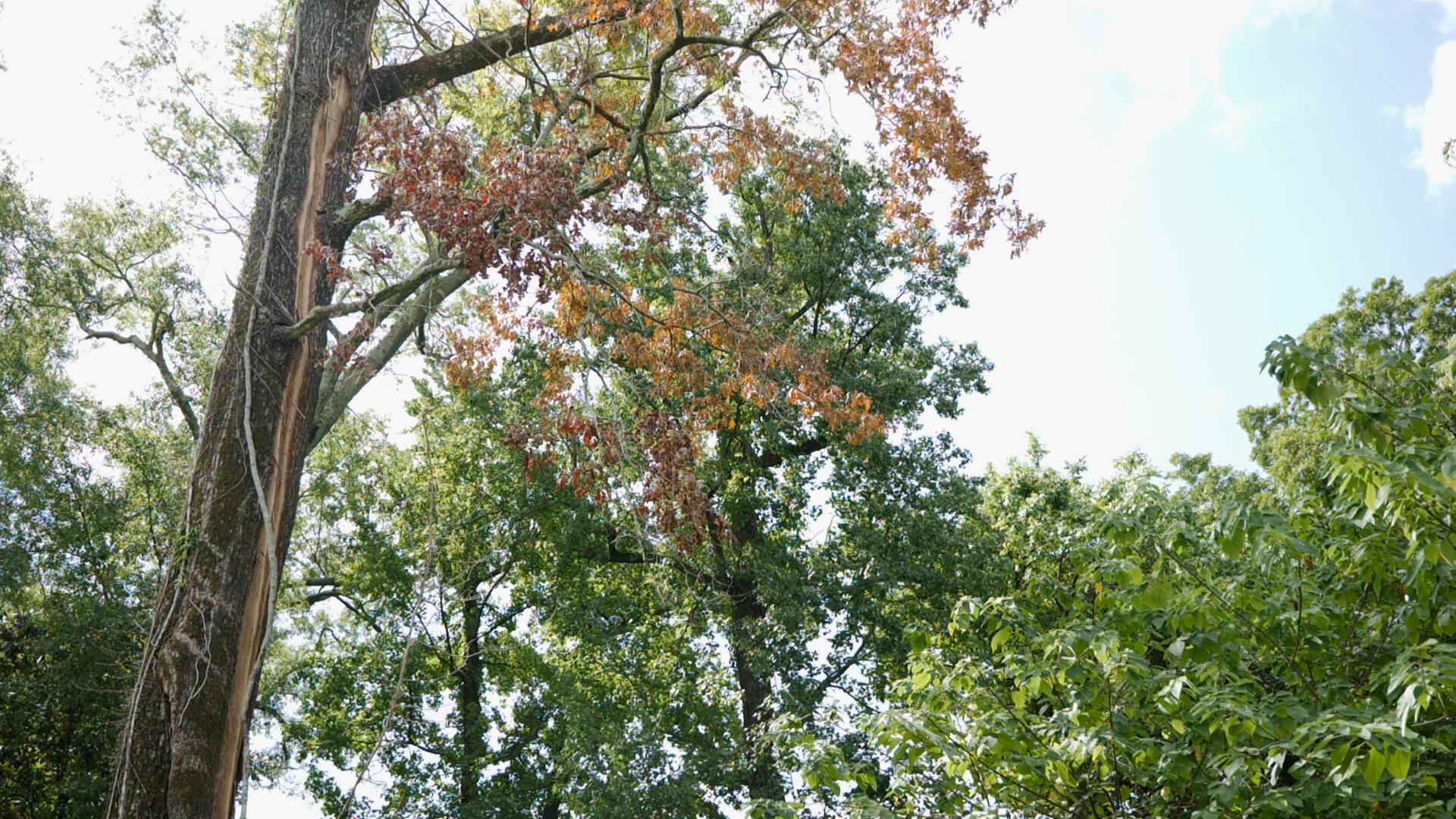 Tree with lightning damage.
